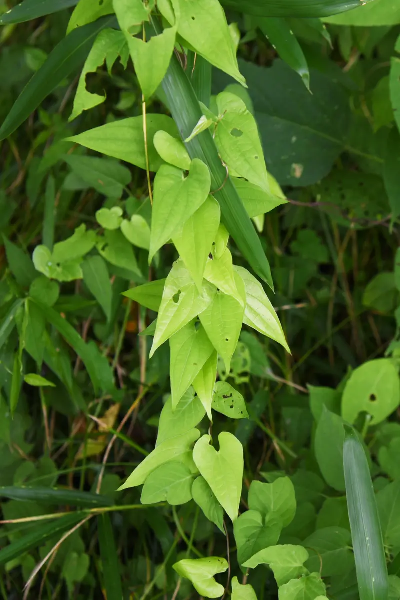山芋の葉っぱをむしゃむしゃ食べる大きなイモムシは『キイロスズメの幼虫』風人の虫部屋