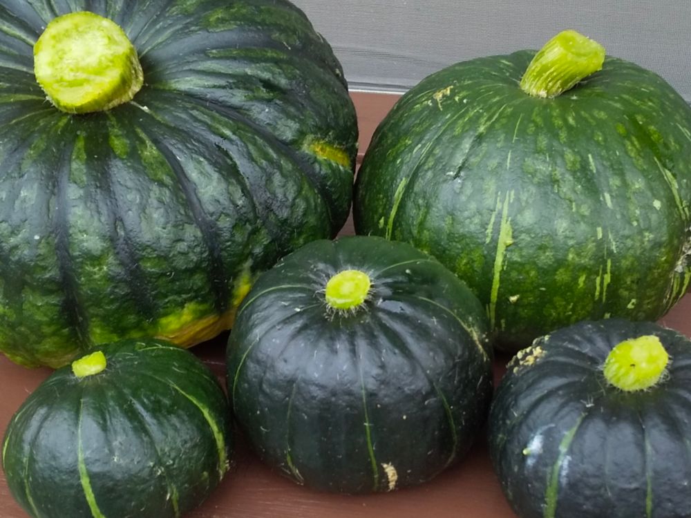生でも食べられる黄色いカボチャ、コリンキーの画像一覧：旬の野菜百科