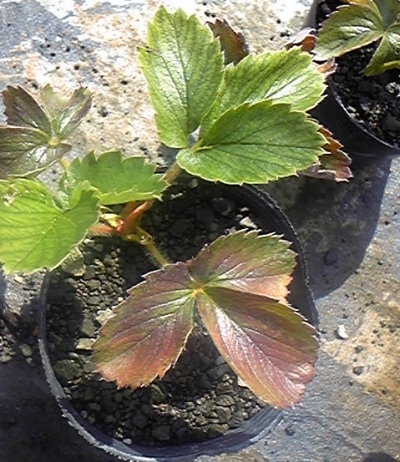 ハダニや葉焼けを受けた苺を回復させる方法！明日は明日の薔薇が咲く