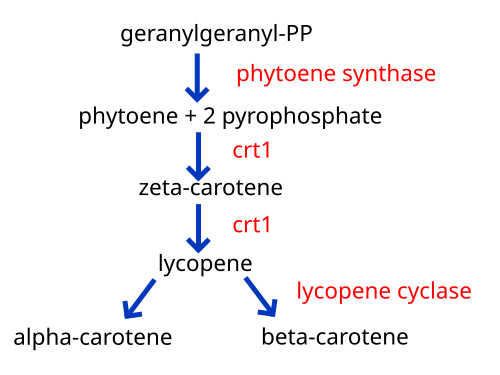 メニュー写真 : 欧風カレー専門店 ゴールデンカップGoldenCup- 北鯖江 カレー食べログ