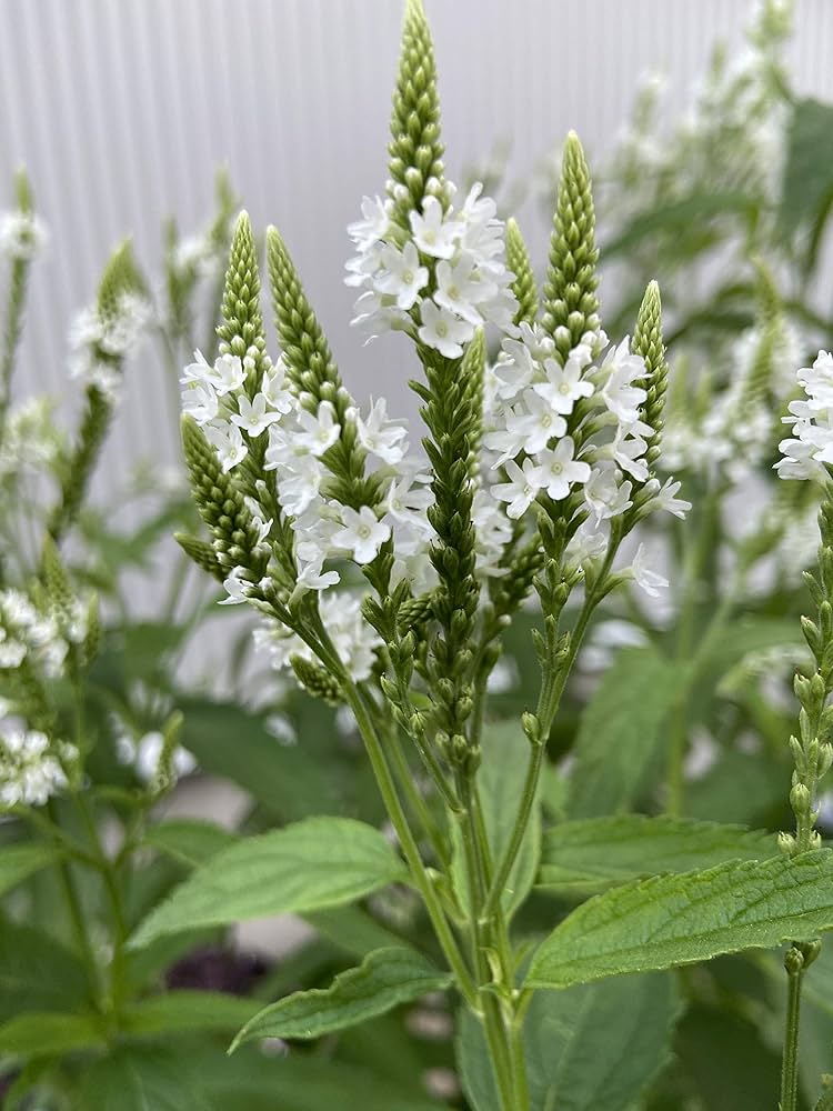 Amazon.co.jp:花の種バーベナハスタータ ピンクスパイヤー 宿根草 100粒 : おもちゃ