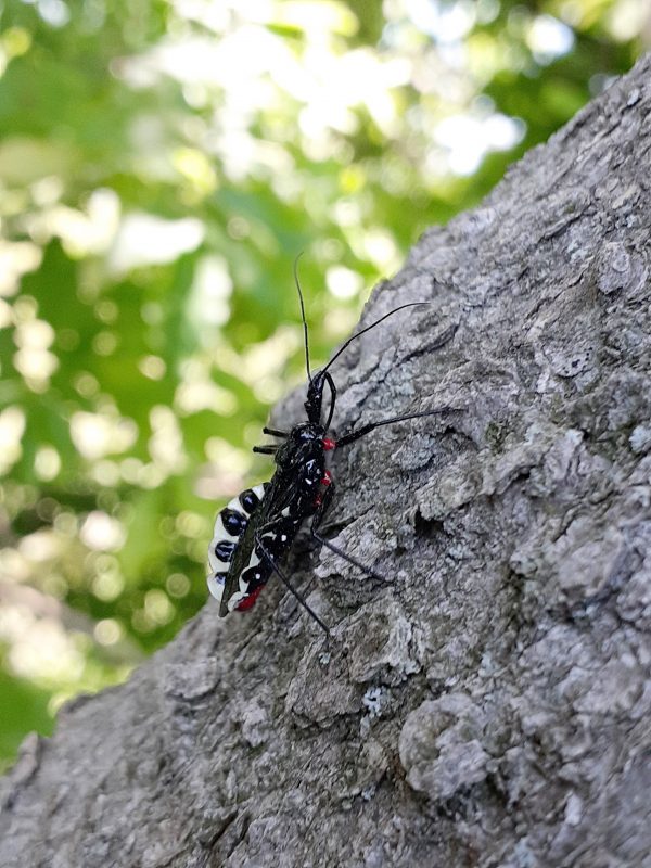 昆虫食 カメムシの香り比べ パクチーから青リンゴまで世界を救わない昆虫食情報 むしくい