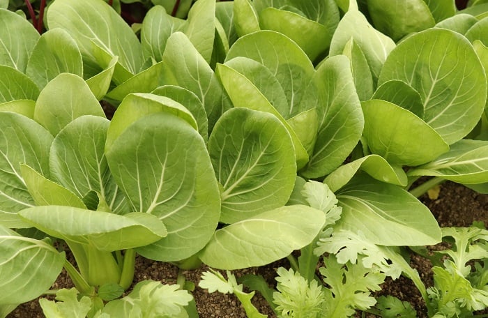 根元のふくらみに注目 今が旬の青梗菜 チンゲンサイ の美味しい選び方 - ウェザーニュース