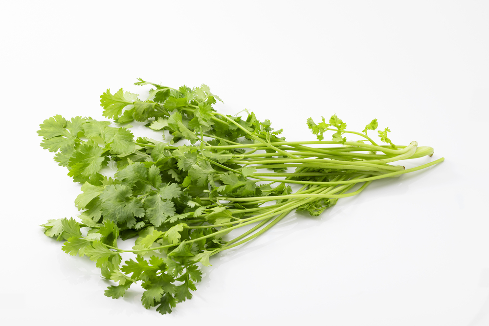 捨てるところのないパクチー：根・茎・葉全てが美味しいハーブ釣妻食堂