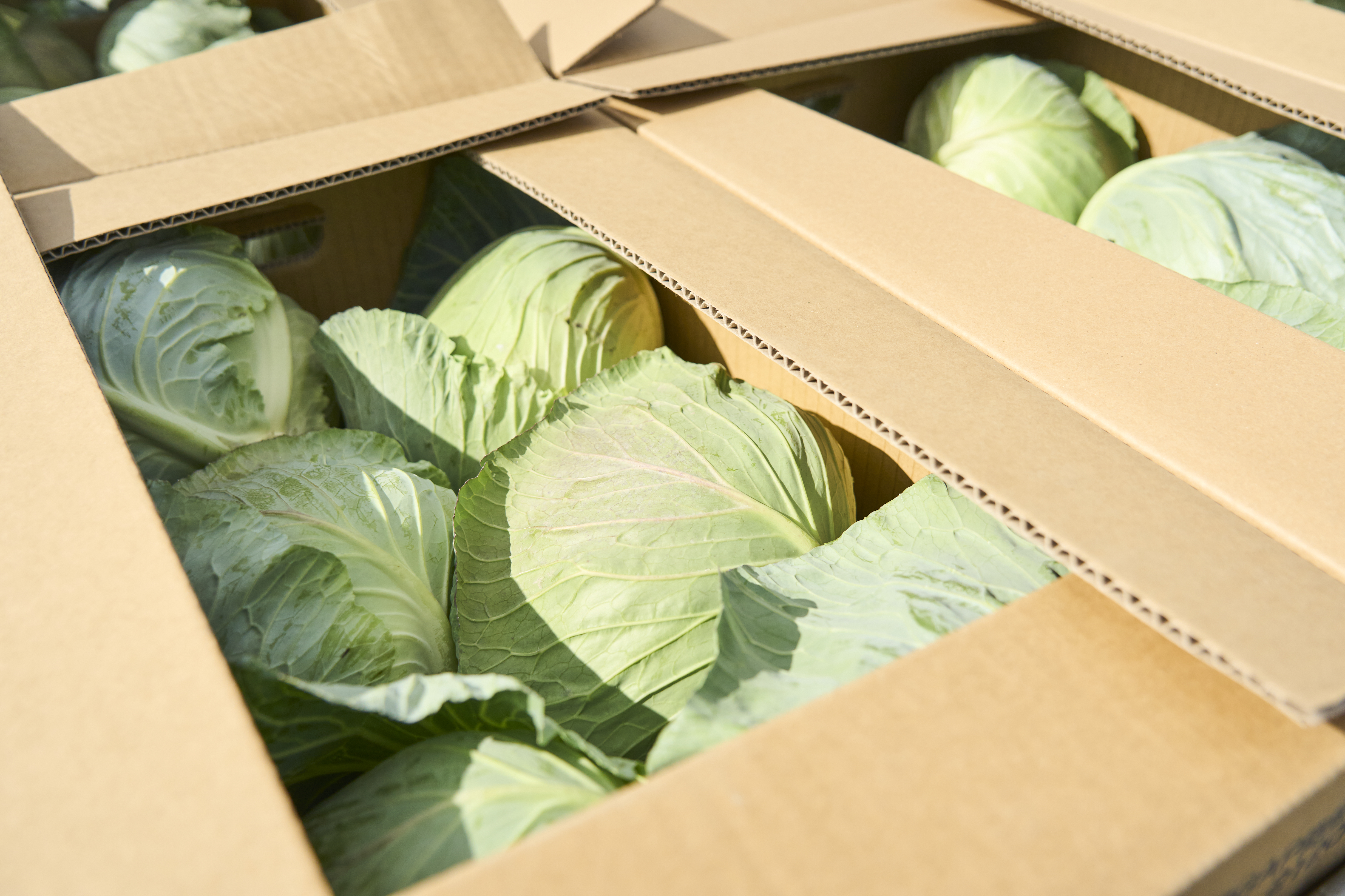 料理研究家の僕が作る大量のキャベツ消費の使い道はこれ！キャベツのチョレギサラダ材料2人前キャベツ サラダ料理動画tiktok料理tiktokfoodjapanesefoodcabbagesalad