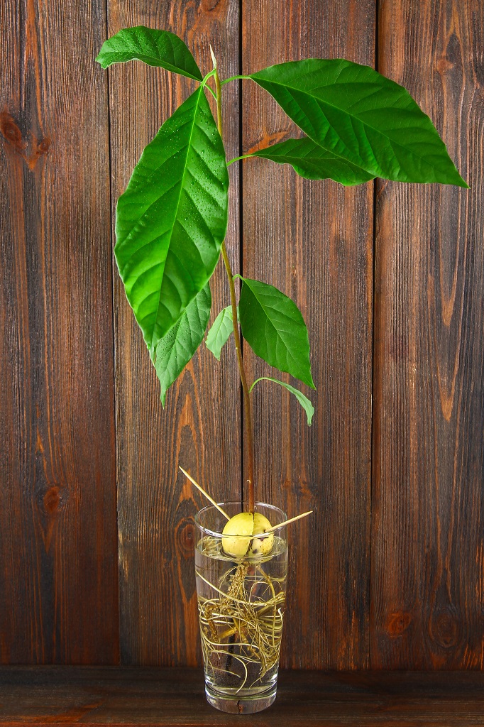 アボカドの実生そだレポ 栽培レポート byたび☆びとみんなの趣味の園芸