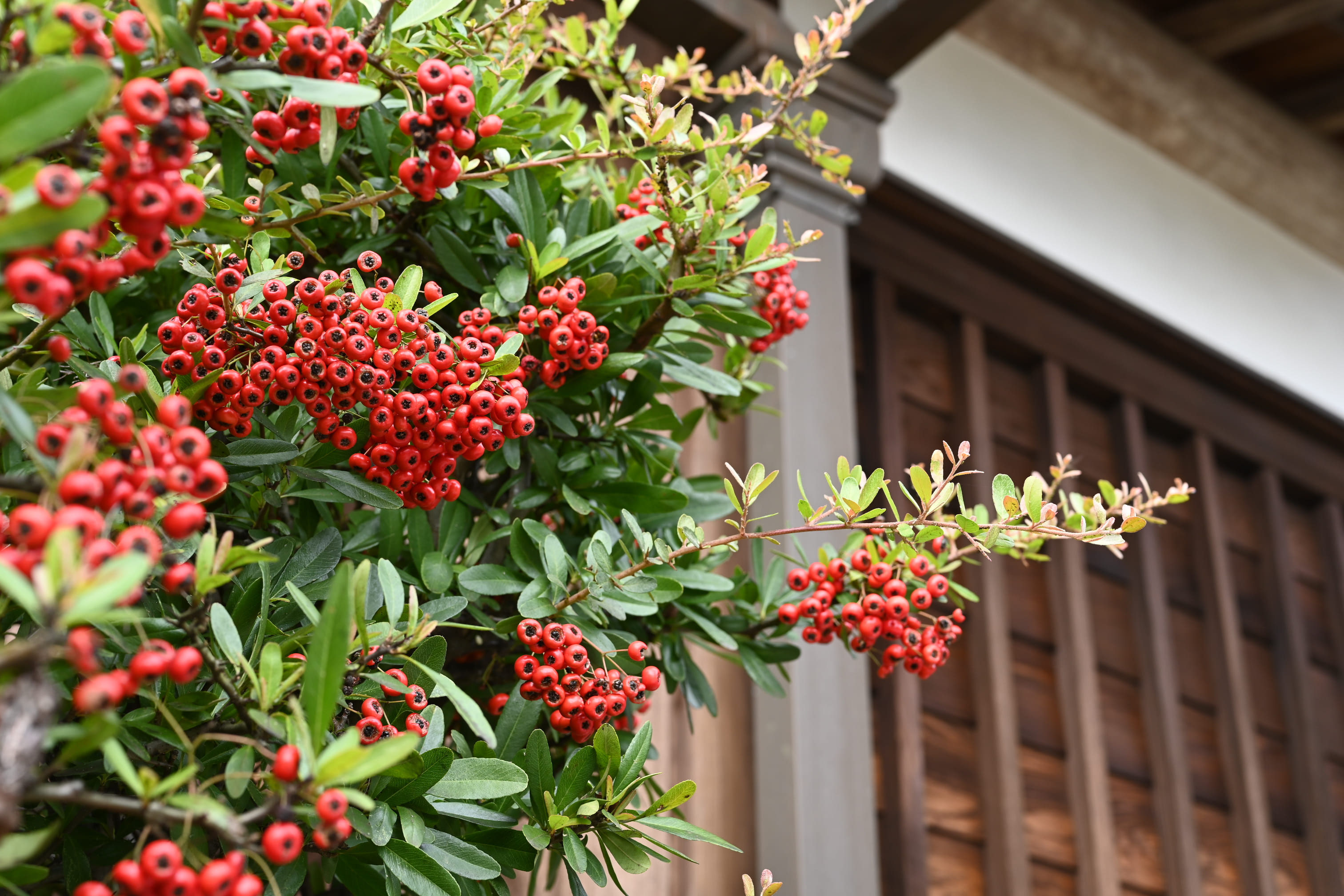 時の香り:ピラカンサの実に集まる鳥たち