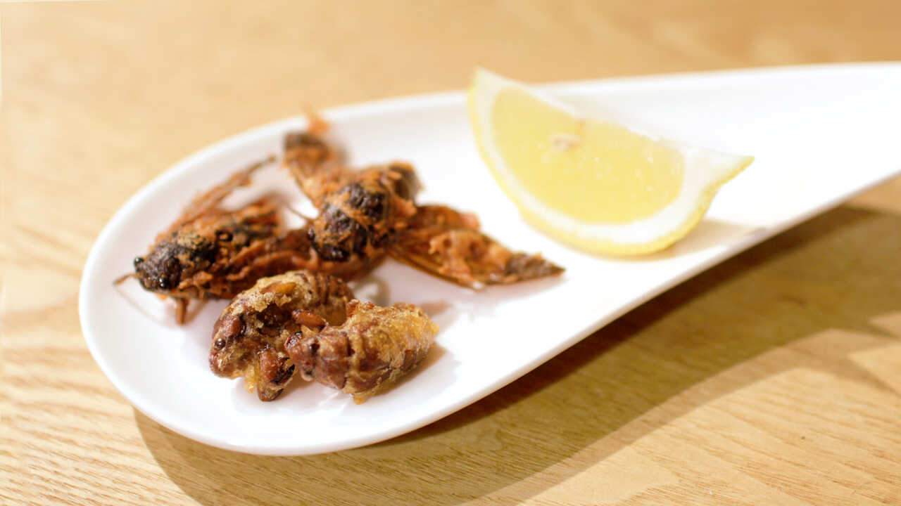 内山昭一昆虫は食材だ！セミを捕って食べようWILD MIND GO! GO