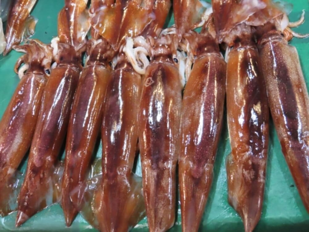 いかちちってご存知？Knights of round