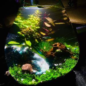 メダカタワーの作り方 〜私の場合〜🍀GreenSnap グリーンスナップ