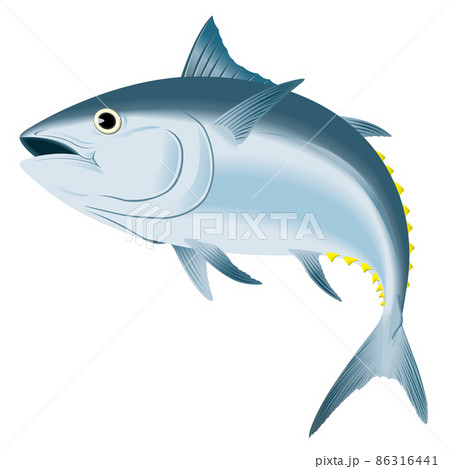 まぐろイラスト無料イラスト・フリー素材なら「イラストAC」