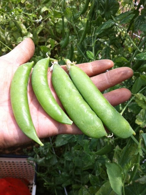 家庭菜園。よく似た豆の苗、見分け方を教えてください。ご近所さんに、- Yahoo!知恵袋