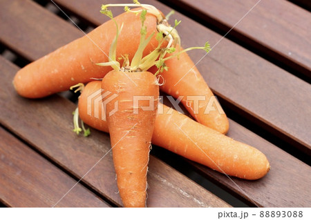 人参の根腐れ - 農業屋