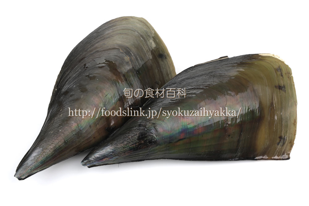 楽天ランキング1位受賞 平貝 貝柱 貝 お刺身 4個セット タイラギ ギフト 愛知