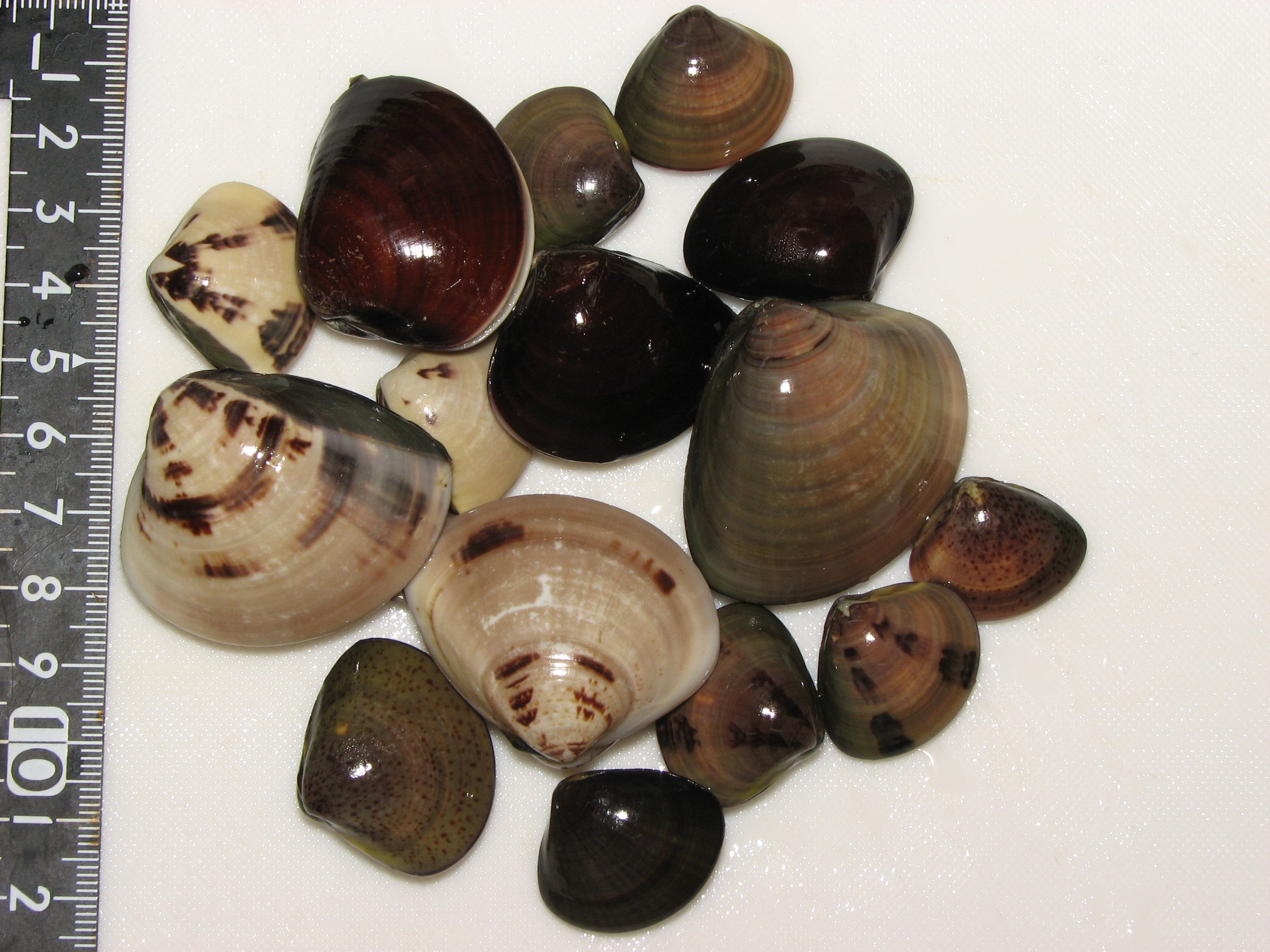 はまぐり美容効果に期待できる栄養が豊富 公式 まごころケア食