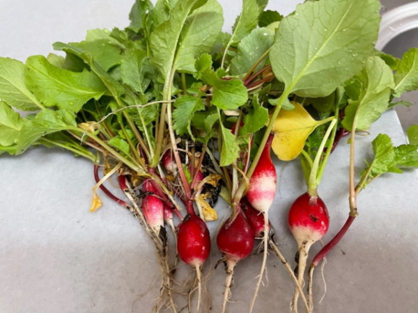 ラディッシュのナムル
