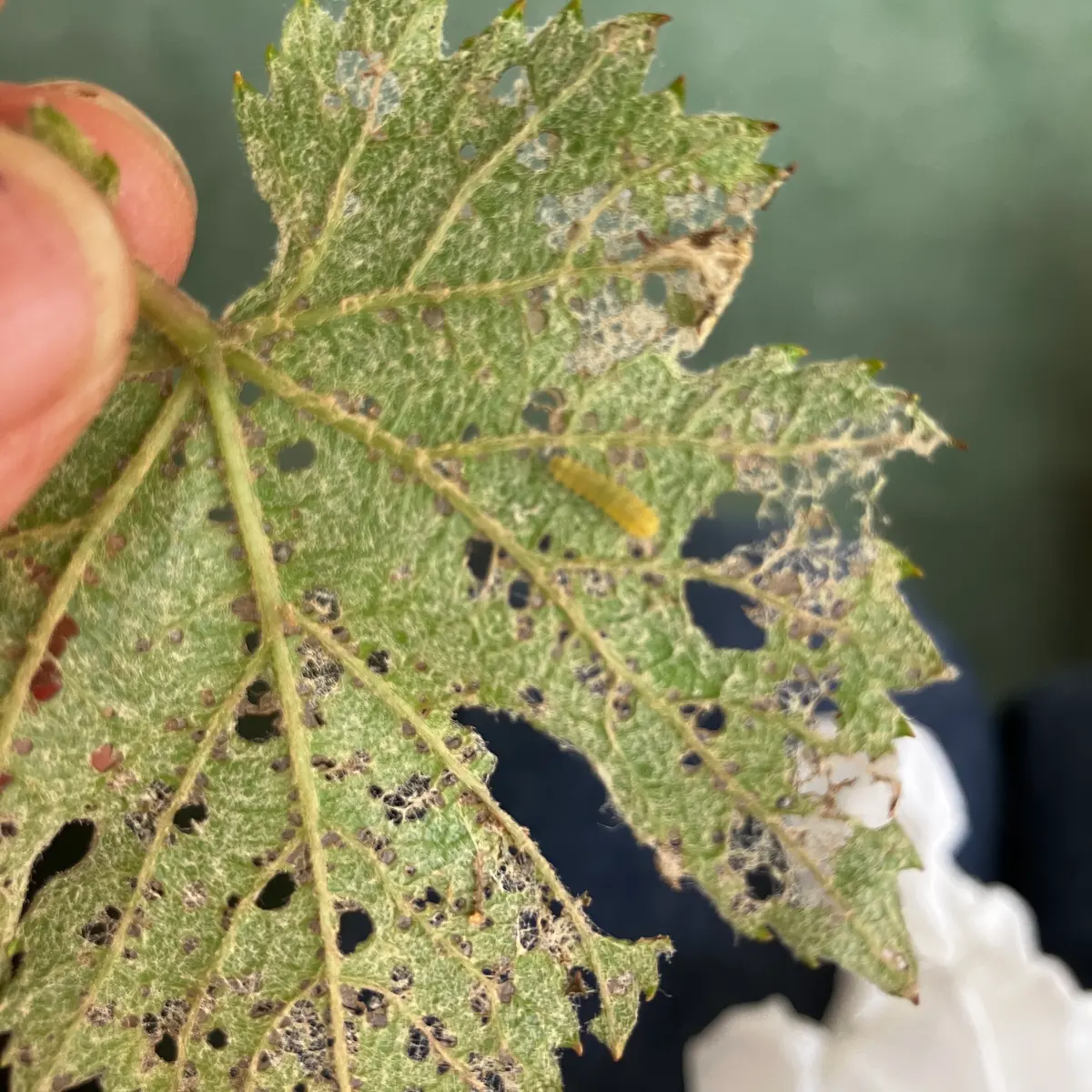 粗皮剥き・虫食い発見神戸グレープファーム