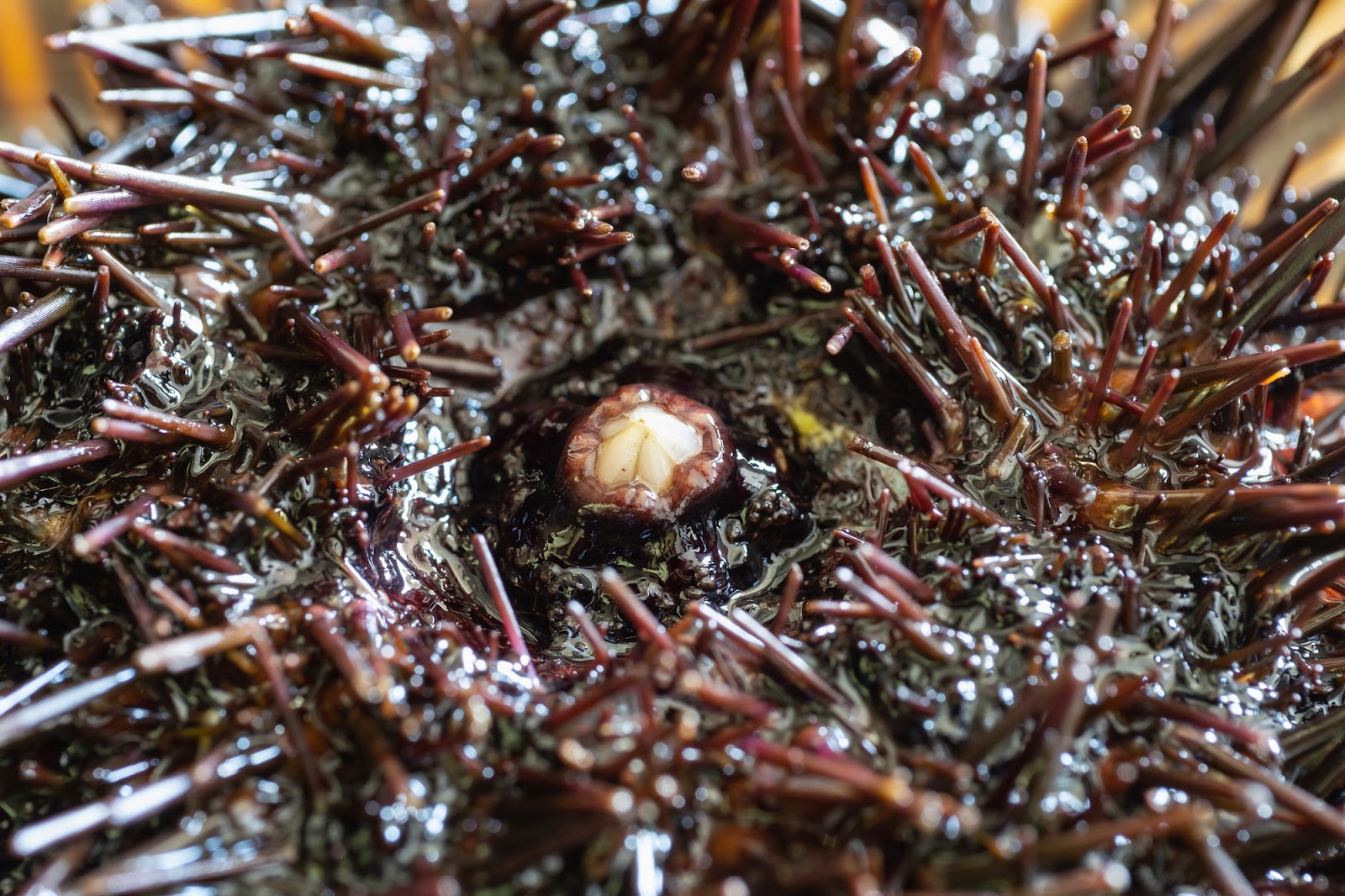 ウニの中身は星形晴れの日は理科にしよう