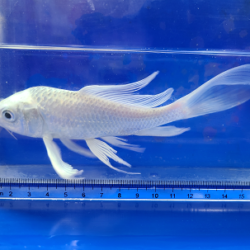 ひごペット京都店 ベタ特集 -ヒレが綺麗な淡水魚- - □京都店