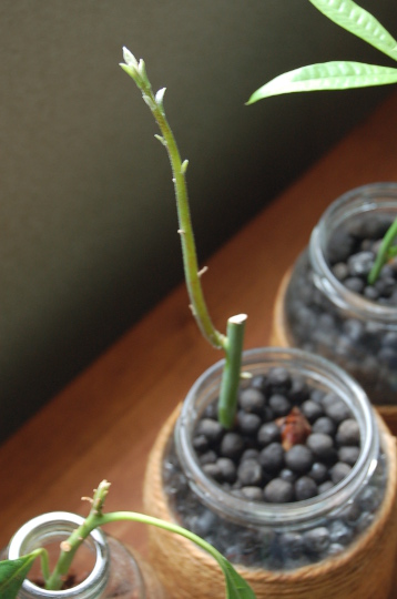 アボカドの挿し木に挑戦！ゆるっと沖縄暮らし