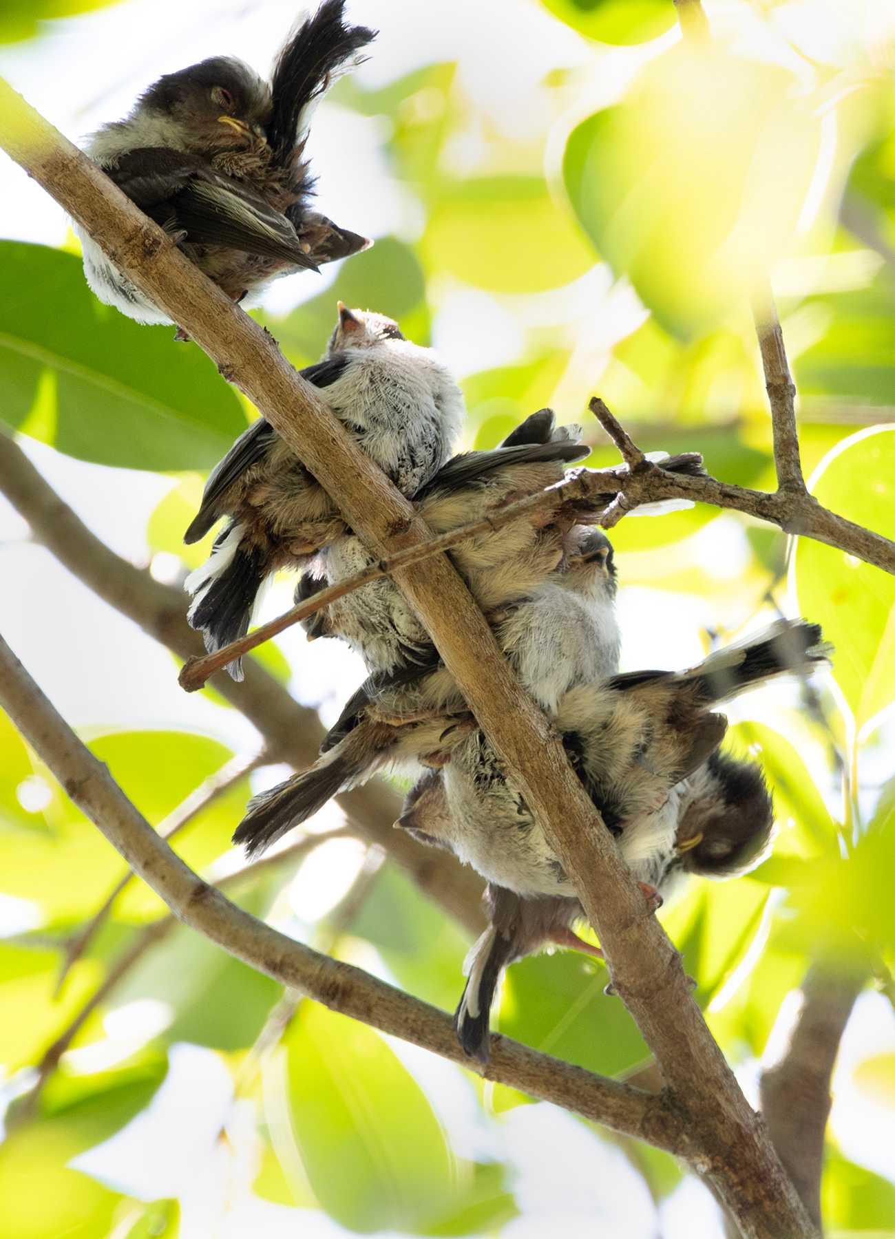 定形外送料無料 エナガの幼鳥 エナガ団子 野鳥 エナガ えなが☆消しゴムはんこ はんこ・スタンプ かのん 通販 9358285Creema クリーマ