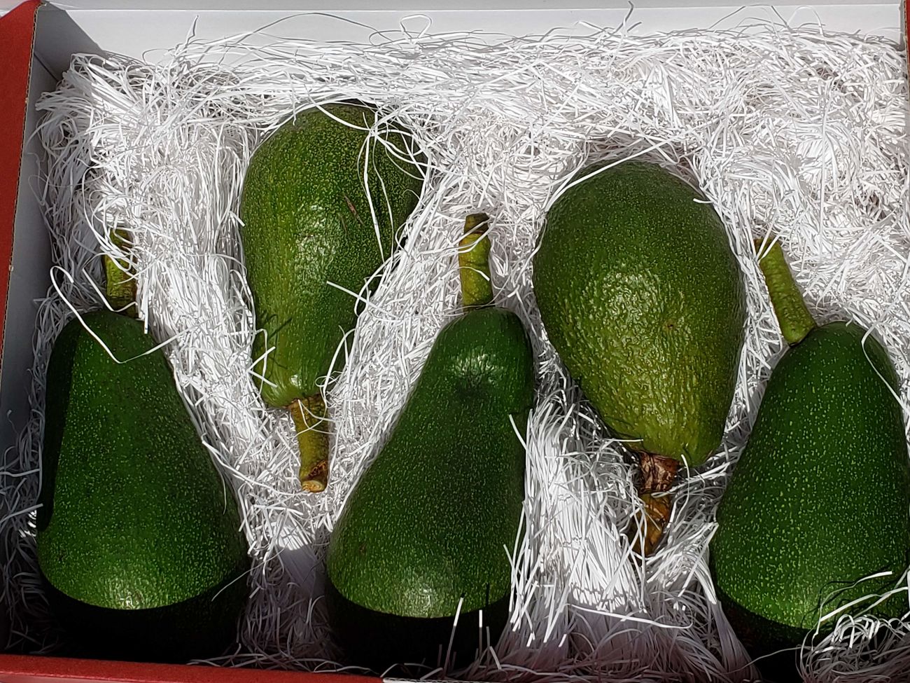 田那部青果アボカド