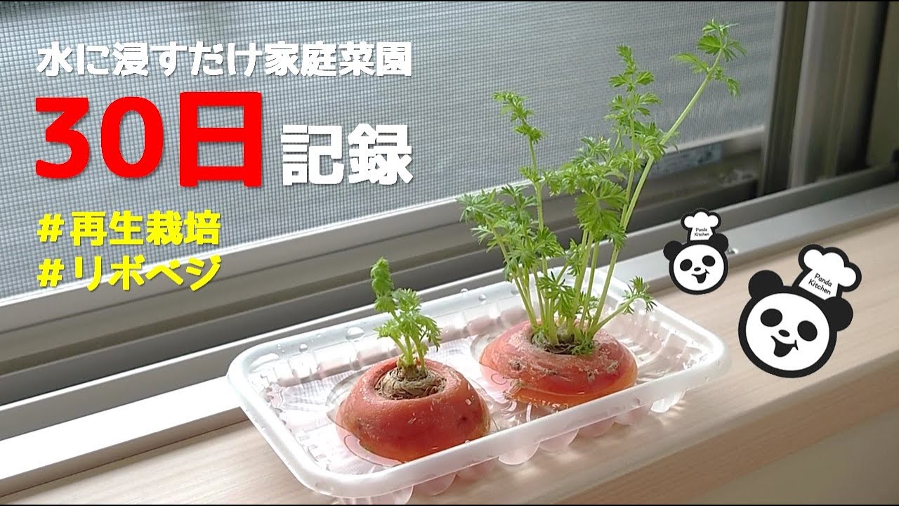 リボベジレシピ 再生栽培のニンジンの葉を活用！ニンジンのグラッセの作り方Pennyroyal