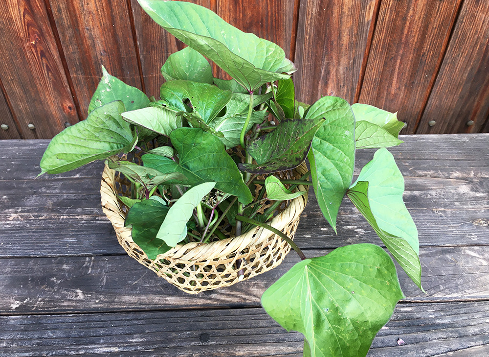 サツマイモの葉っぱを育てて食べてみた - 私的標本：捕まえて食べる