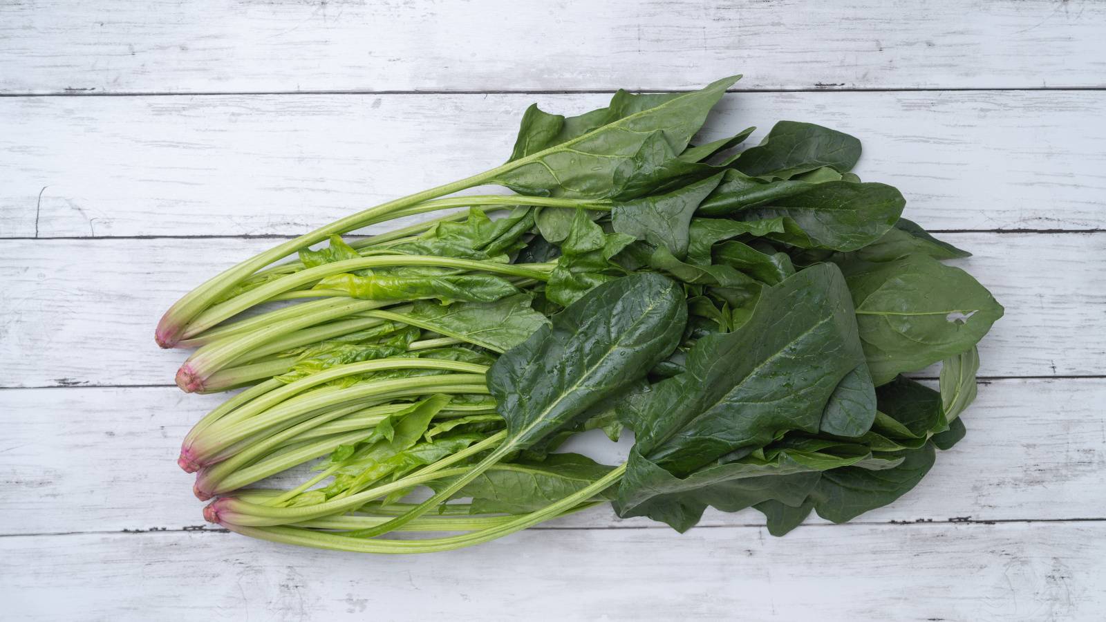 ホウレンソウ 豊葉ほうれん草種 タネ ,球根,苗,資材,ガーデニンググッズの通販はサカタのタネ オンラインショップ