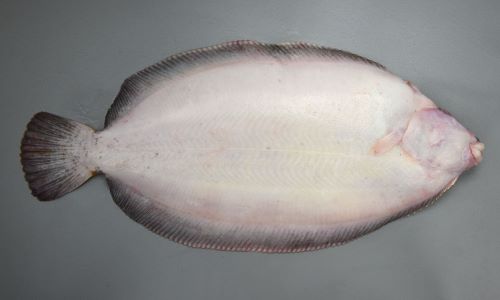 2kサイズの良いなめたが何枚か入荷したので刺身だしました😎宮城県miyagi南三陸南三陸町志津川三陸沖宮城グルメ産地直送産地直送便産地直送鮮魚魚介海鮮魚魚屋鮮魚鮮魚店さかなや朝どれ朝どれ鮮魚刺身刺身盛り刺身盛り合わせ