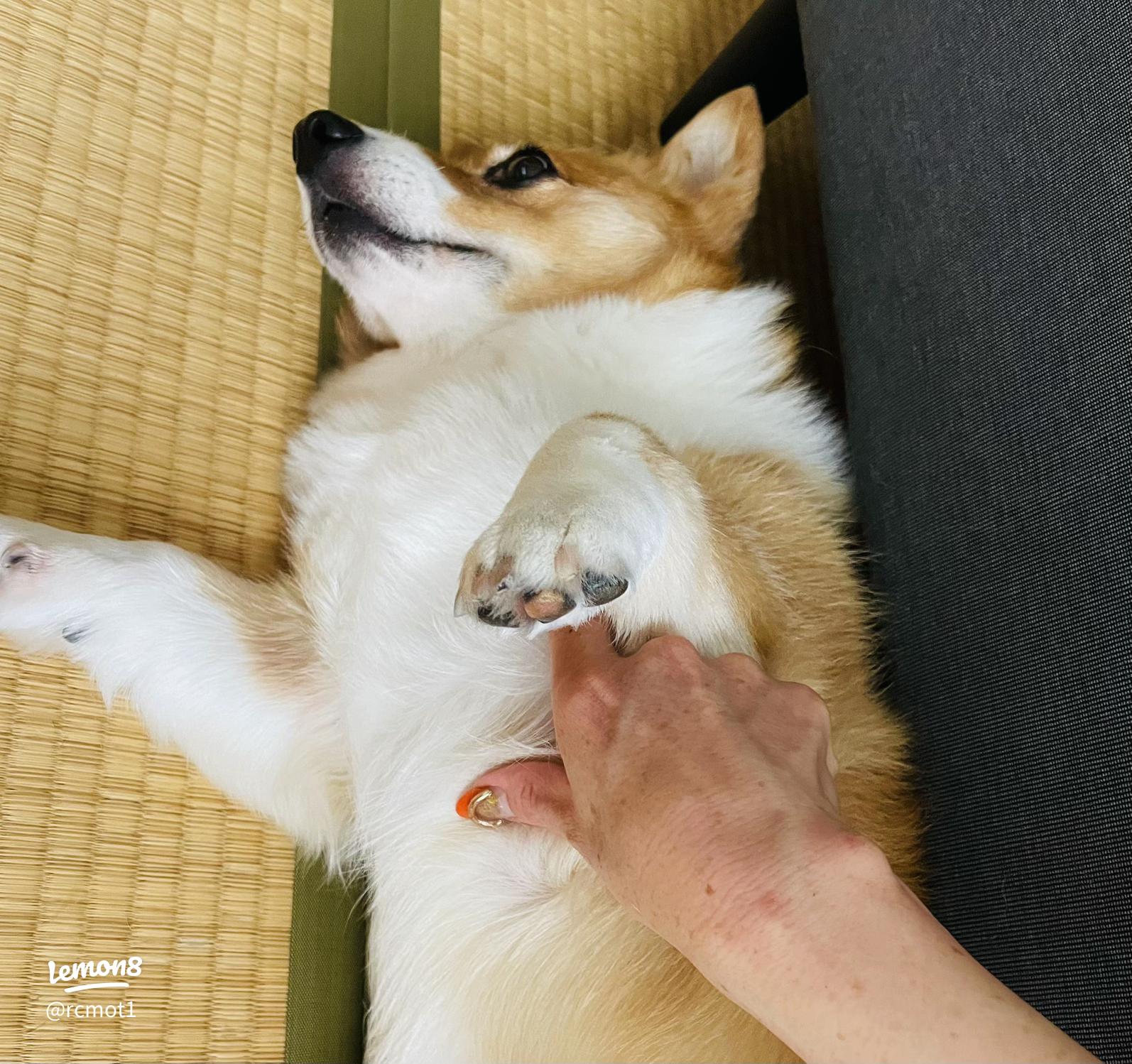 食べちゃいたい♡ フカフカな食パンのようなコーギーのおしり。ツンツンしたくなる1分*´﹃｀*PECO ペコ