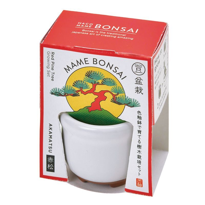 1月 新しい年のゲン担ぎ。豆盆栽「金豆」中川政七商店の読みもの