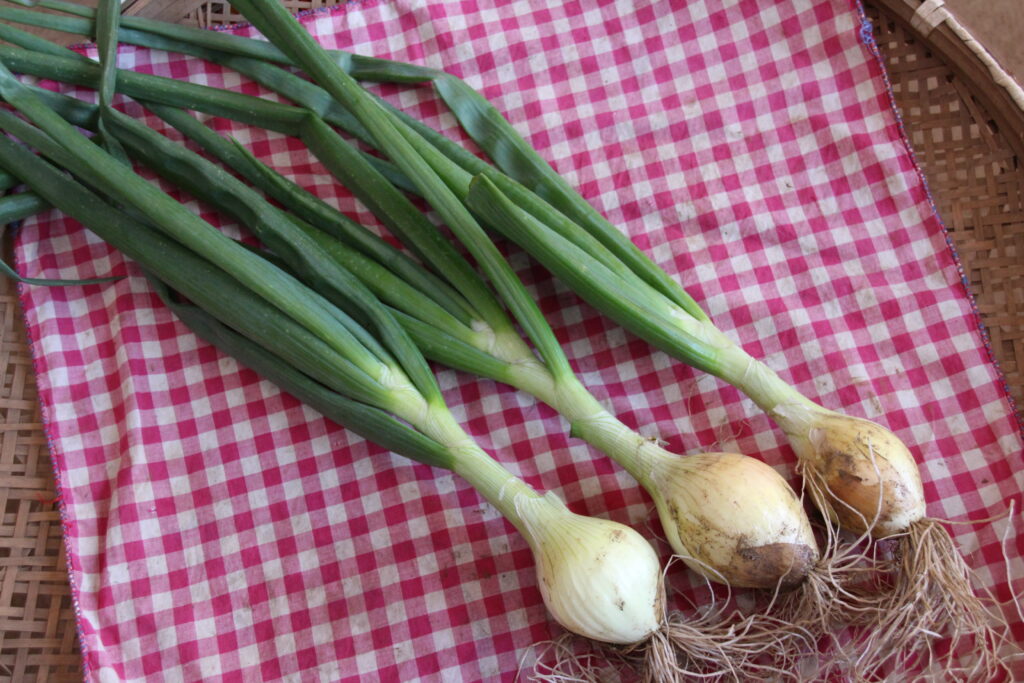 葉たまねぎ旬鮮図鑑 千葉県