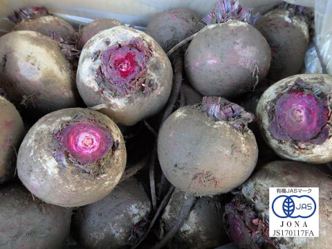 ビーツってどんな野菜？栄養効果や保存方法、おすすめレシピを野菜ソムリエプロが紹介マイナビ農業