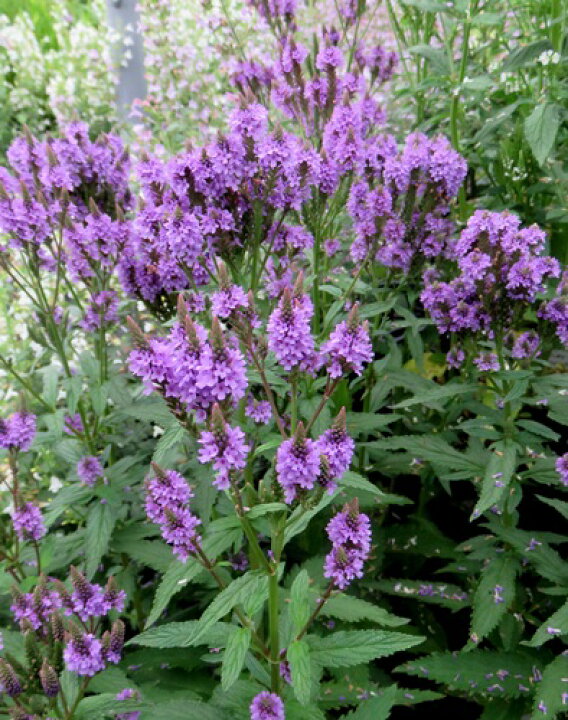 バーベナハスタータピンクスパイヤーの種 - メルカリ