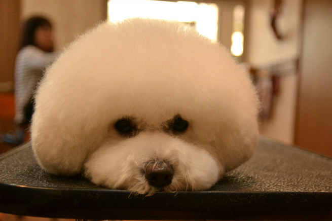 リンゴあめです☆わたあめおじさんのカットりんご飴〜CANDY LABO〜わたあめ