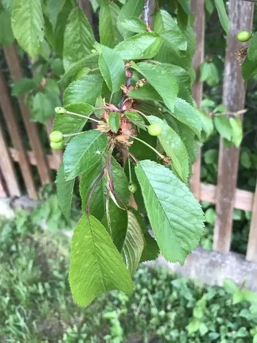 さくらんぼの種に毒性が？致死量は2個？子供が飲み込んだらどうすべき？ ちそう