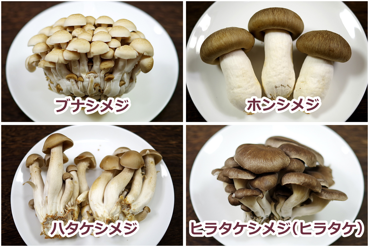 ホンシメジを採ろう！おいしい山菜＆きのこ図鑑