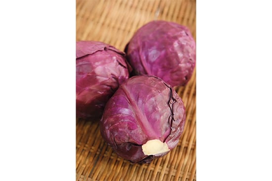 紫キャベツラペOlive Oil Life オリーブオイルライフ