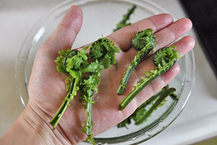 里山の恵み−山菜 コゴミ自生種天空彩園