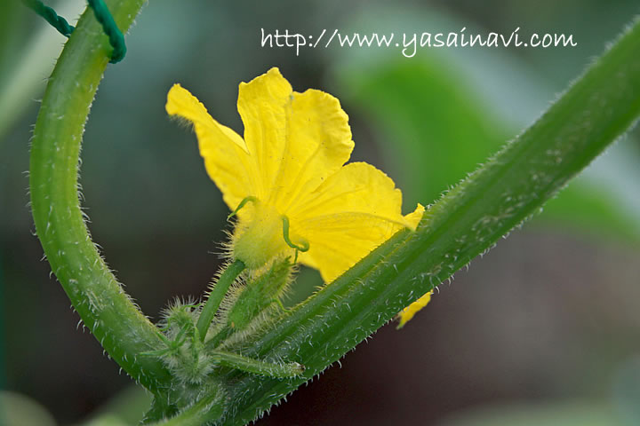 キュウリの落花キュウリの育て方.com