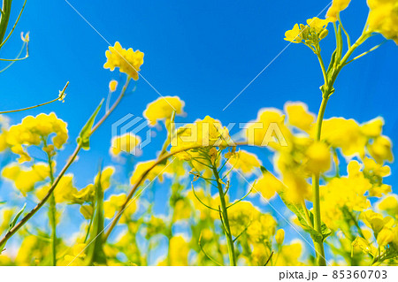 📷2025,5,05 信州・菜の花畑・長野県 安曇野市 国営アルプスあづみの公園 堀金・穂高地区国営アルプスあづみの公園国営アルプスあづみの公園堀金穂高地区長野県安曇野市風景信州花長野安曇野風景写真花の写真菜の花菜の花畑写真好きな人と