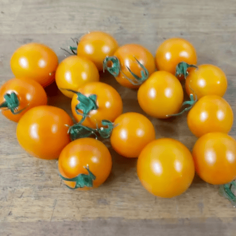 無農薬野菜 フルーツトマトいろいろ 紫色のミニトマト 緑色のミニトマト 黄色のミニトマト 宅急便コンパクト 家庭菜園平蔵ファームYahoo!フリマ 旧PayPayフリマ