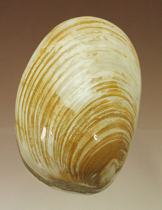 貝の種類と特徴を徹底解剖！昔から日本人を魅了していた！食・料理オリーブオイルをひとまわし