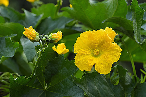 ヘチマ料理の作り方