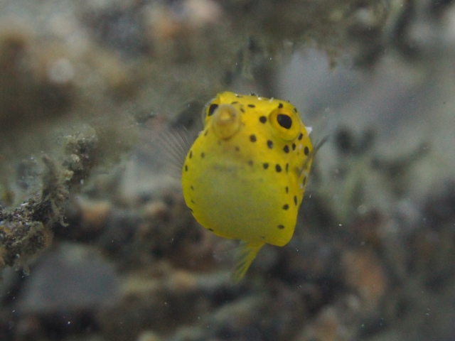フグを飼育する前に知っておきたいこと～毒・混泳・餌のまとめ - 海水魚ラボ