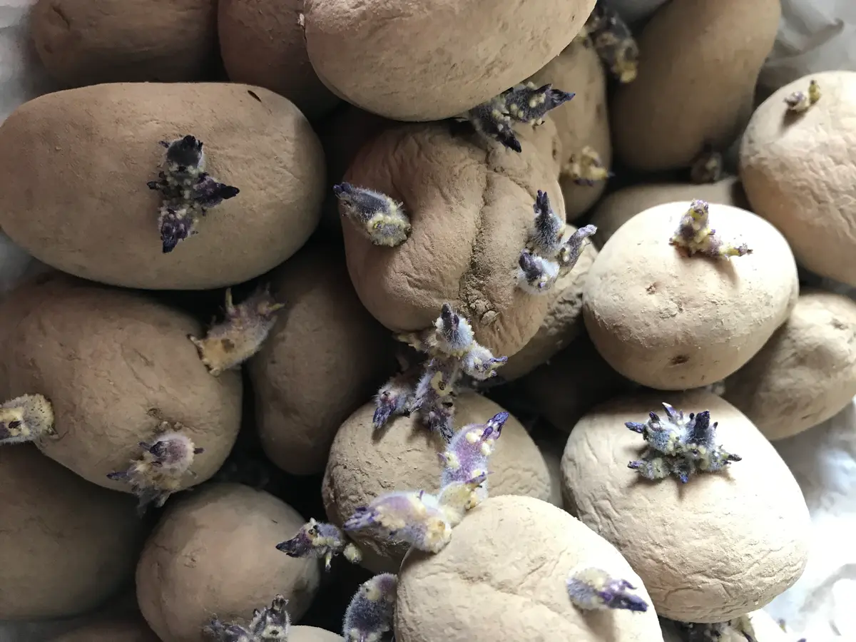 じゃがいもを光に当てないで保存したら発芽を抑えれるのか検証したら意外な結果に！生活知恵袋