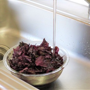 穀物酢＆砂糖だけ！さっぱり赤紫蘇ジュース by 能登の料理家 悠美姉 ゆみねぇクックパッド簡単おいしいみんなのレシピが392万品