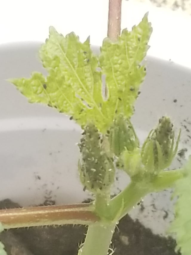 オクラに黒い部分・斑点・ぶつぶつがあっても食べれる？虫なのか、食べれない状態は？食生活研究所 -食☆ラボ