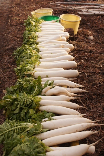 大根の保存方法 農家の教えに11万いいね「シャキシャキで水分しっかり残ってる」CHANTO WEB